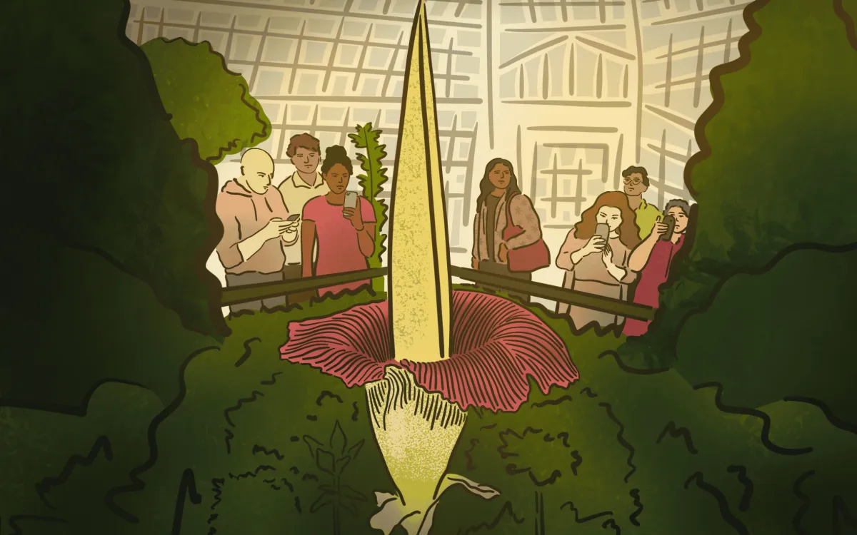 Article illustration