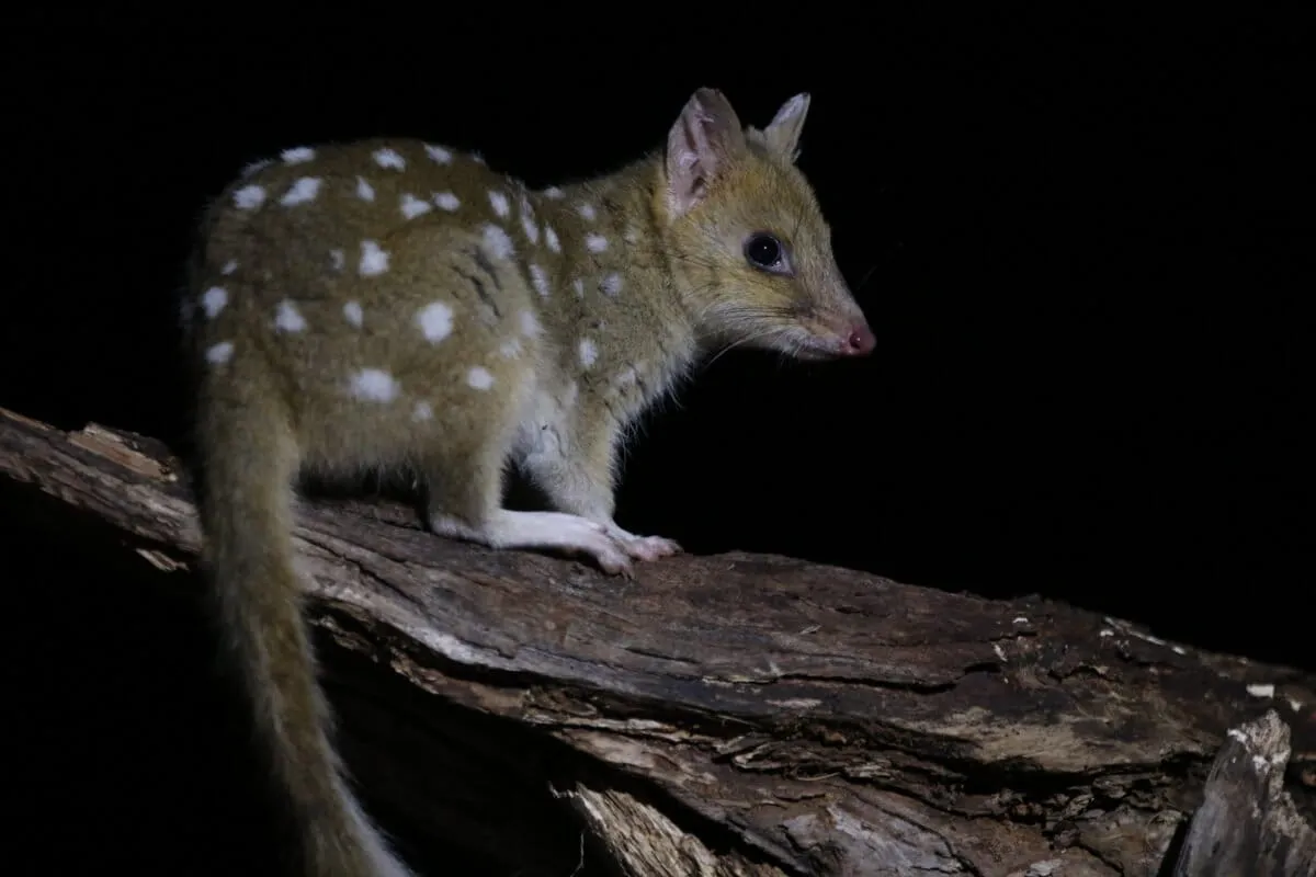 Australia's Spotted 'Native Cats' Are Back, and They Brought Babies