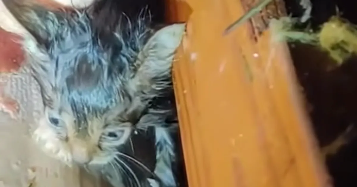 Storm Chaser Hears a Tiny Meow, Finds Tornado's Smallest Survivor