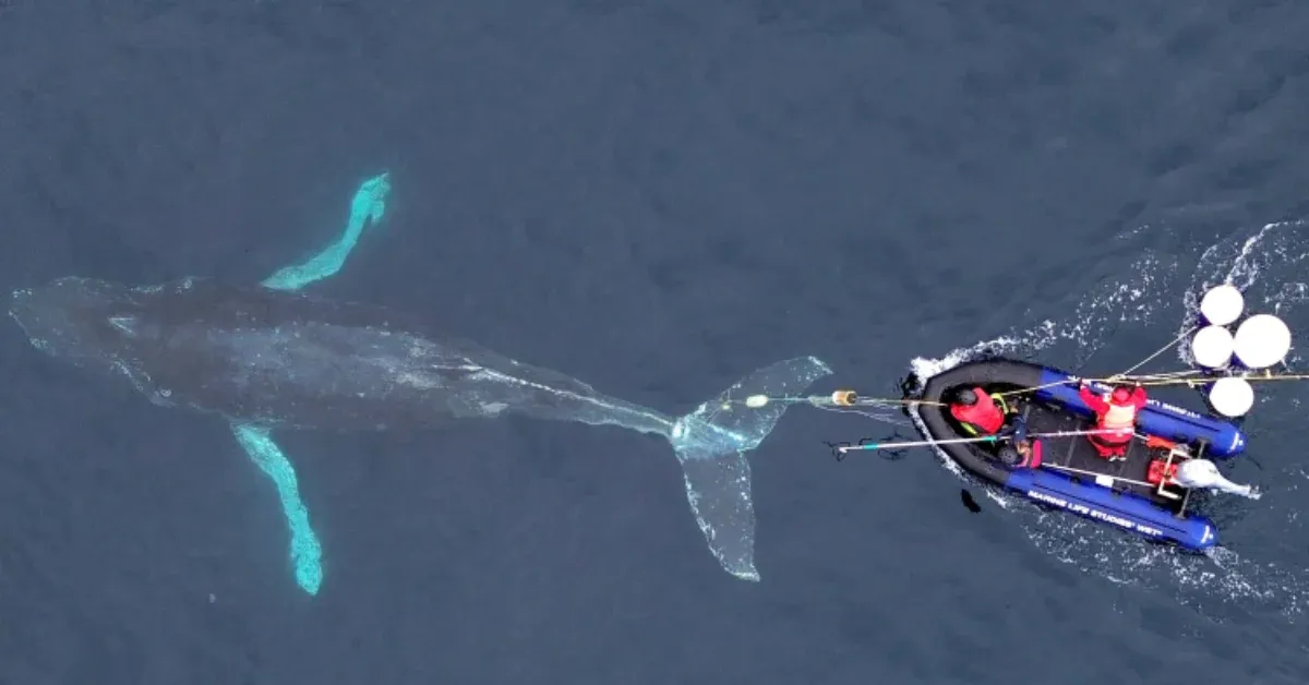 Monterey Bay whale watchers spotted a humpback entangled in a crab trap. They ended up saving her life