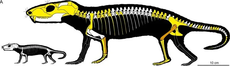 Representation of neonate and adult Chiniquodon theotonicus. Recovered (yellow) and histologically analyzed (orange) bones of specimen CRILAR PV109, the individual used in this study.