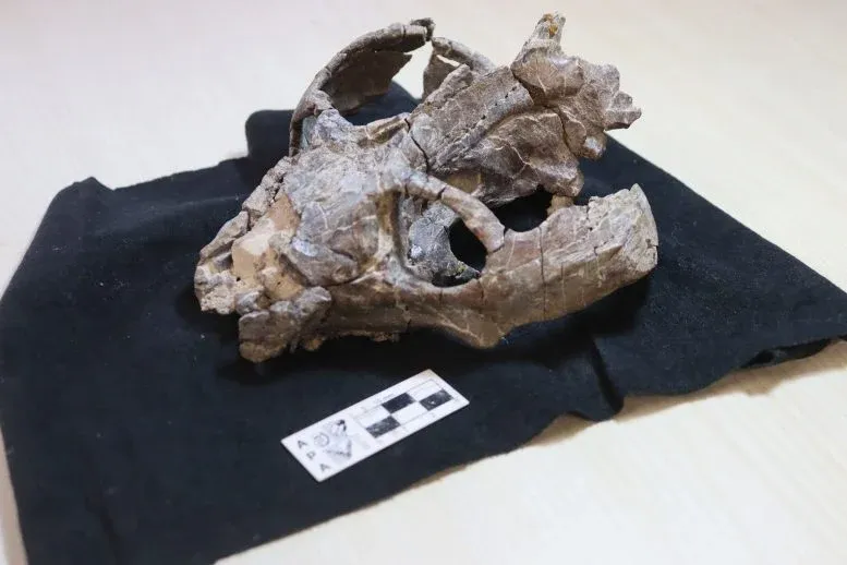 236-Million-Year-Old Fossil Reveals a Stunning Secret About the Origins of Mammal Birth