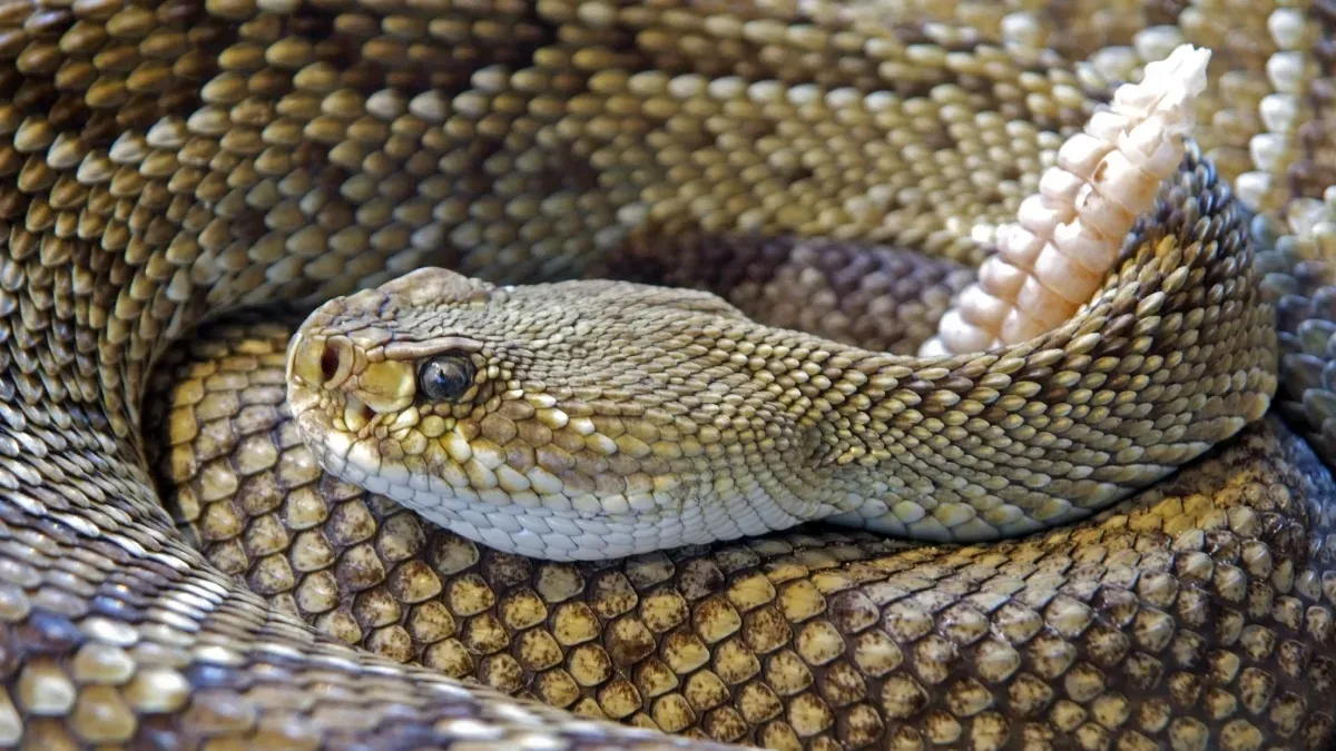 Kind Man Braves Danger to Give Thirsty Rattlesnake a Drink