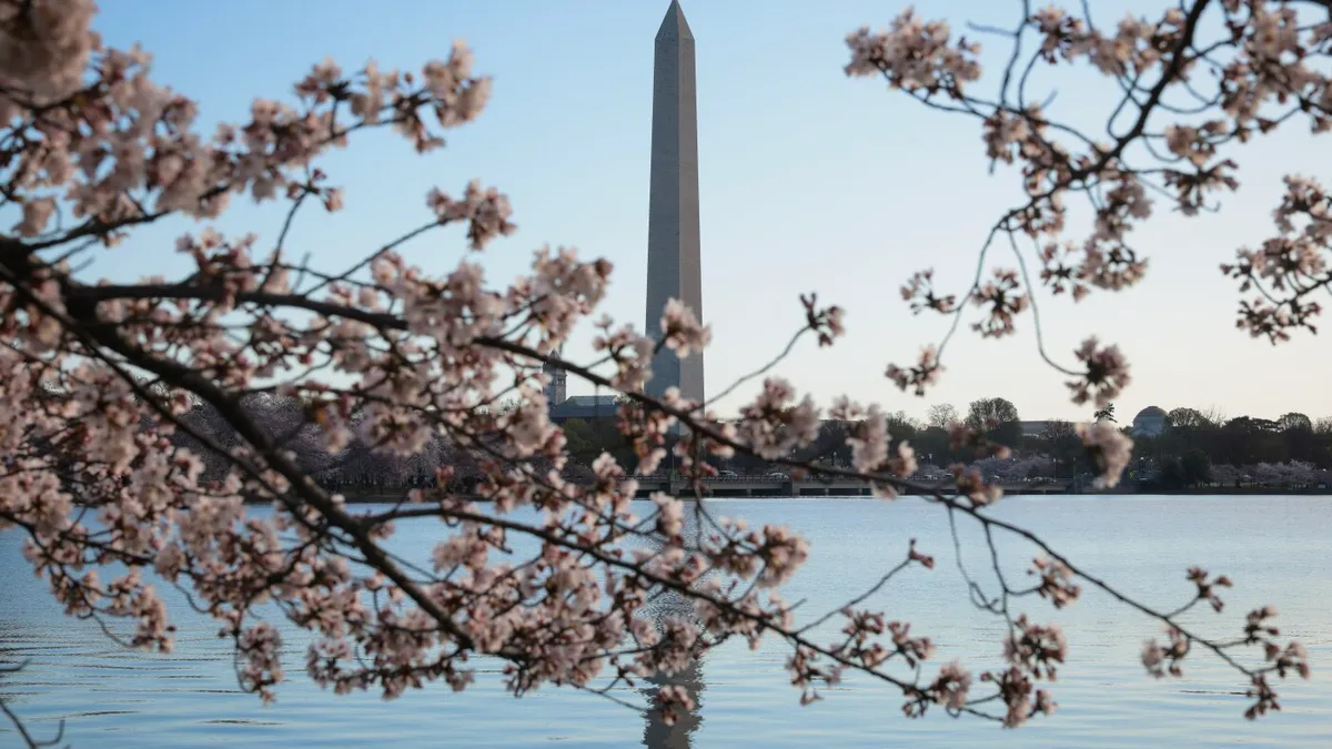 DC's iconic cherry blossoms hide a wild story of friendship and a fiery start