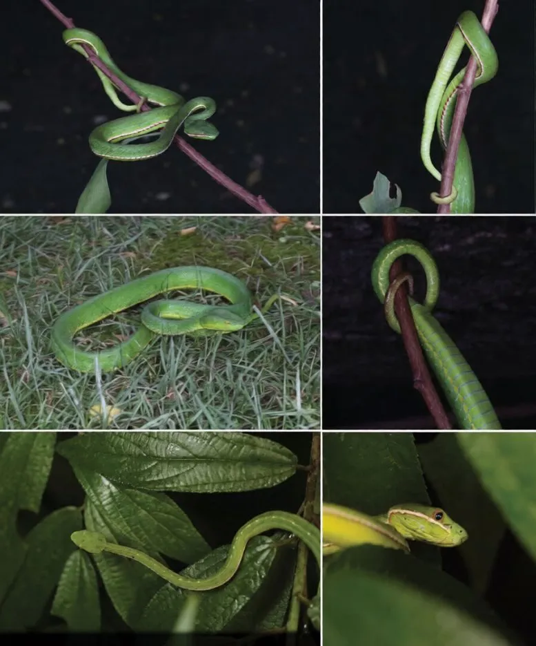 Trimeresurus Lii in Life