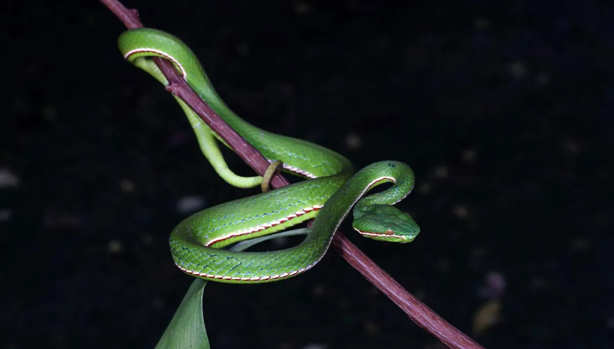 This Dazzling Green Snake Was Hiding in Plain Sight for Decades