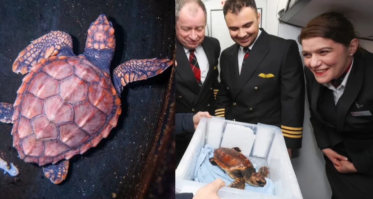 Endangered loggerhead turtle flies first class to recovery