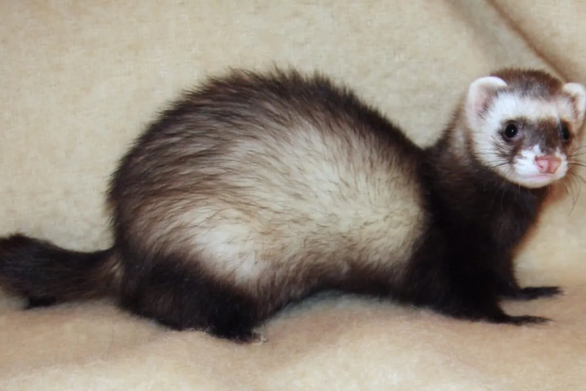 An Entire Island Just Kicked Out All Its Ferrets. Yes, Ferrets.