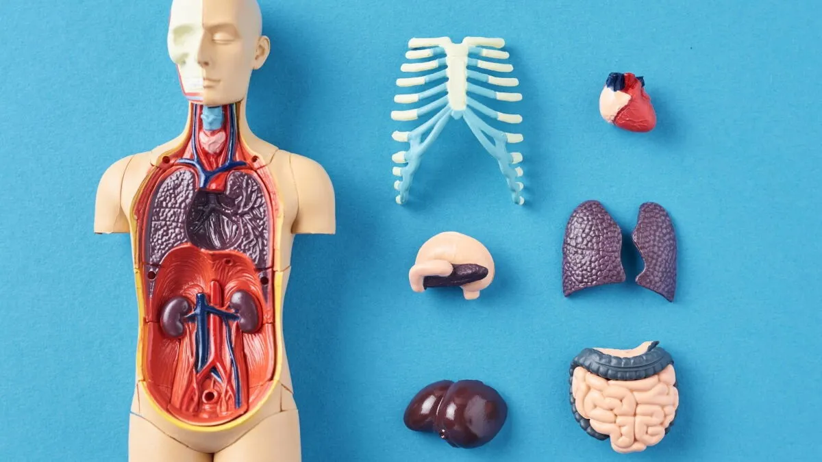 Your Organs Age at Different Speeds. Your Sex Organs Might Be the Conductor.