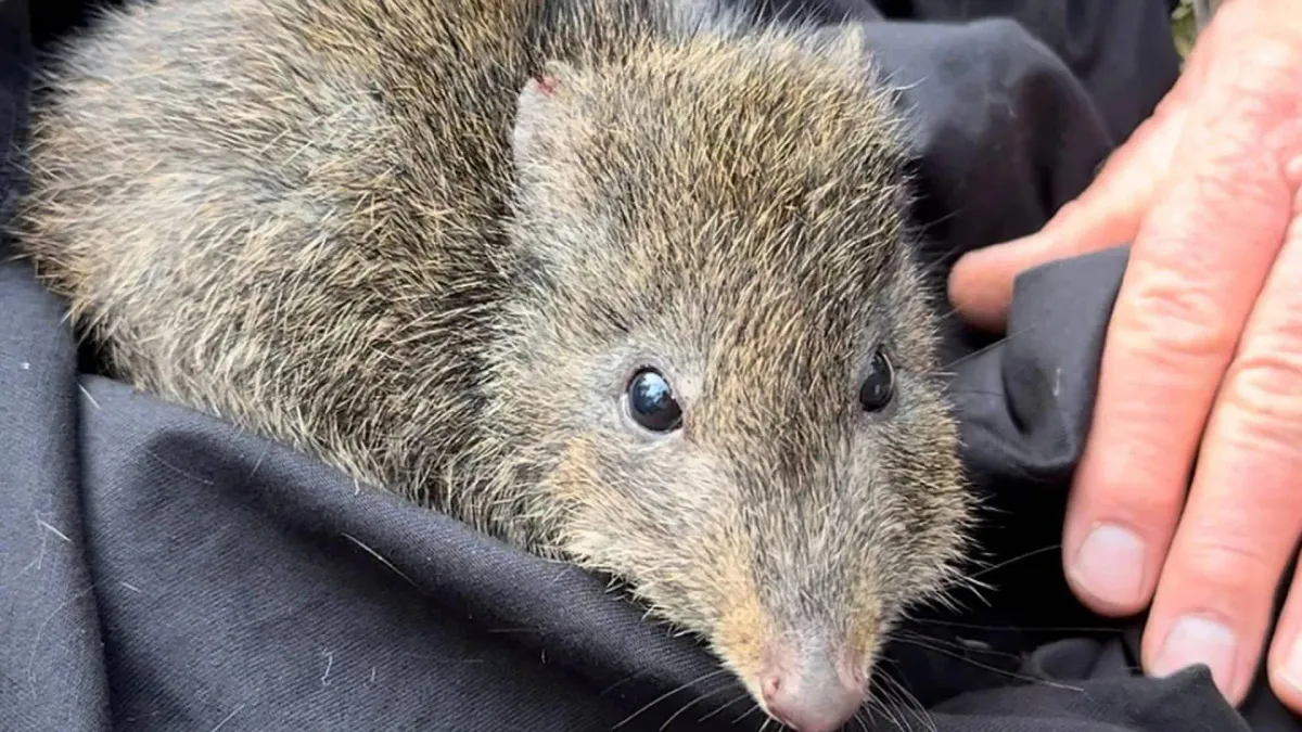 Poop DNA Is Saving the World's Rarest Marsupial. Seriously.