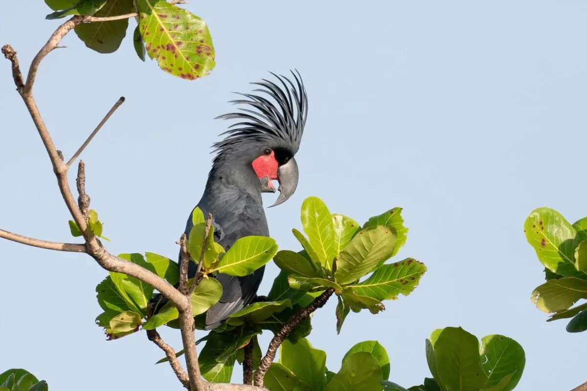 Australia's rare palm cockatoos just got a new place to call home