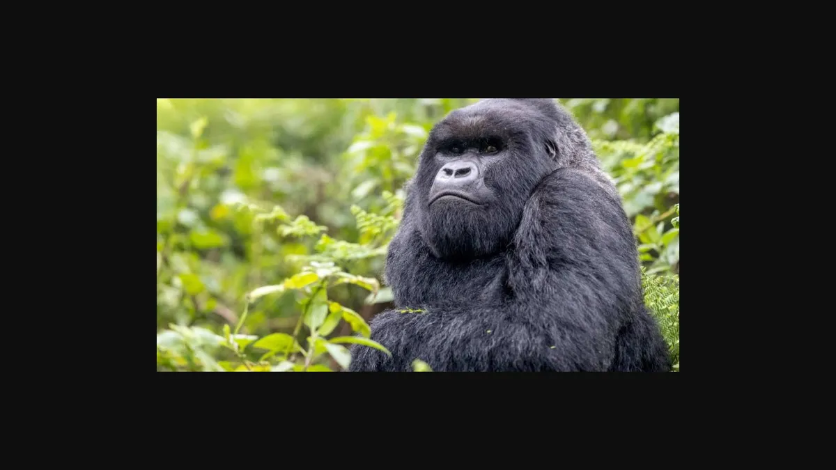 Livestock adviser Gaabi Hathaway and herding dog Bohdi inspect a “mulberry alley” at Tennessee’s Caney Fork Farms.