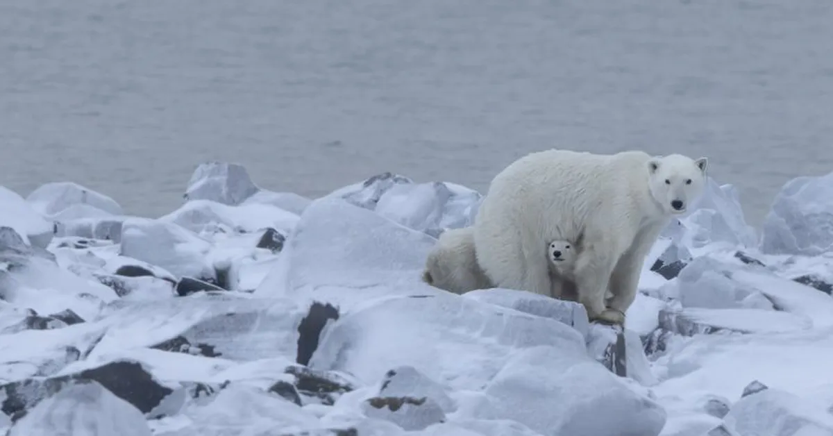 Mama polar bear adopts cub in a rare case caught on camera. Now, you can track their journey