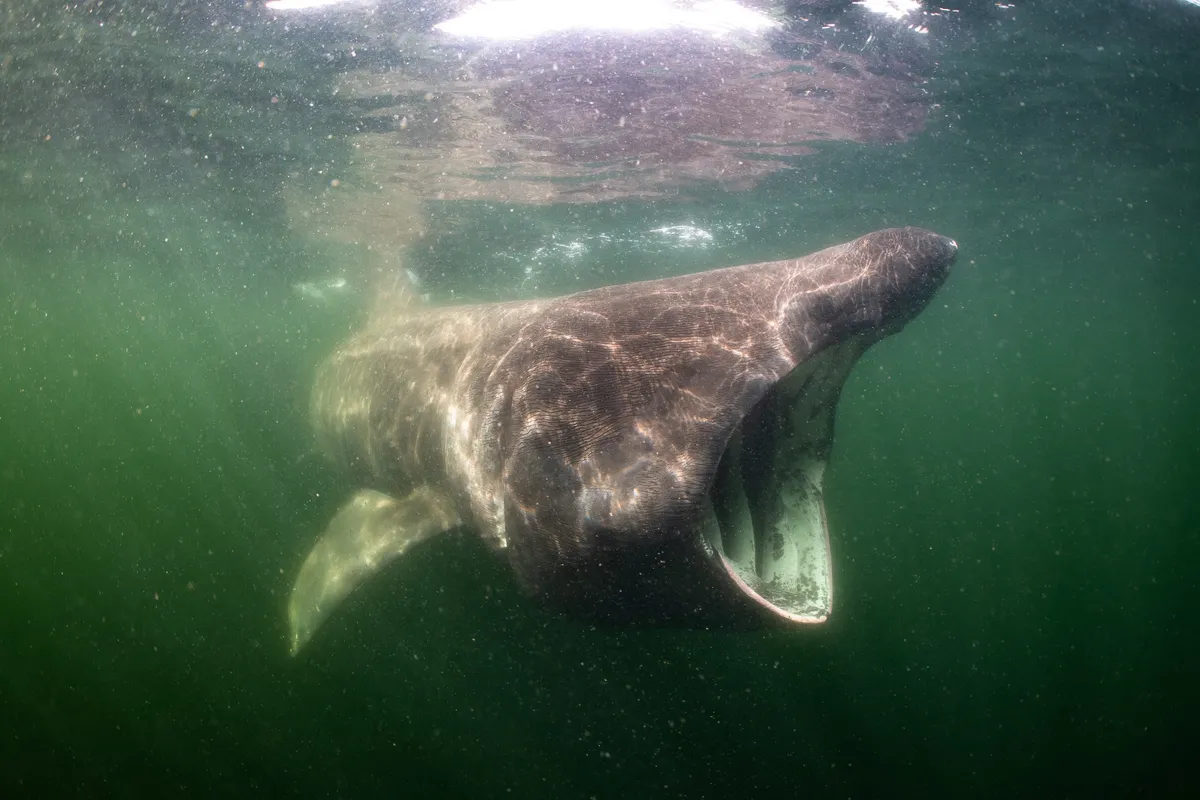 Turns Out, 'Protected' Is a Pretty Flexible Word for This North Sea Hotspot