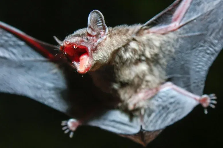 Bats Have a Secret Immune System Scientists Have Never Seen in Any Other Mammal