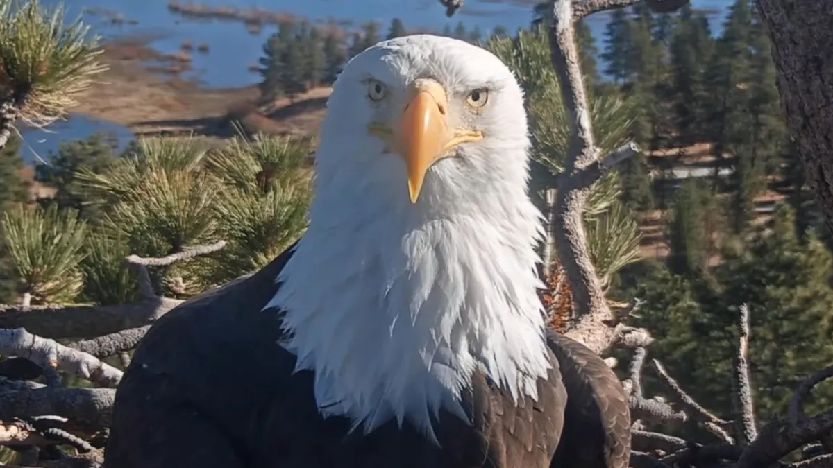 A Famous Eagle Mom Vanished. Now, a Rescue Might Be Her.
