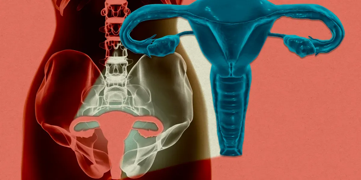 Scientists kept a human uterus alive outside the body for a full day