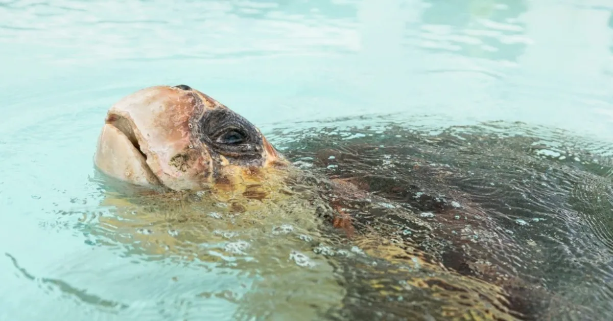 A Sea Turtle Named 'Swim Shady' Just Returned to the Ocean