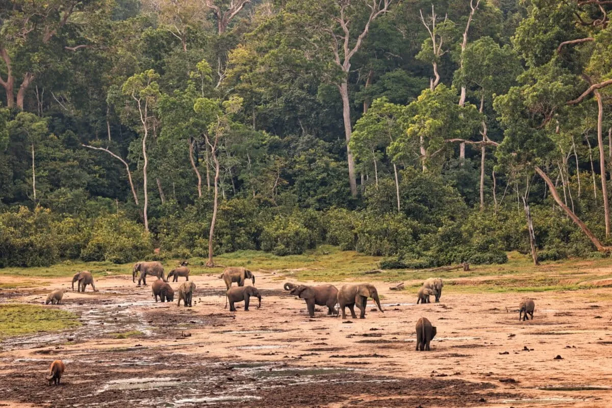 Article illustration