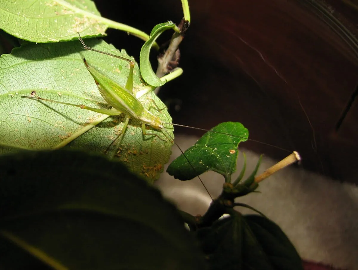 Article illustration