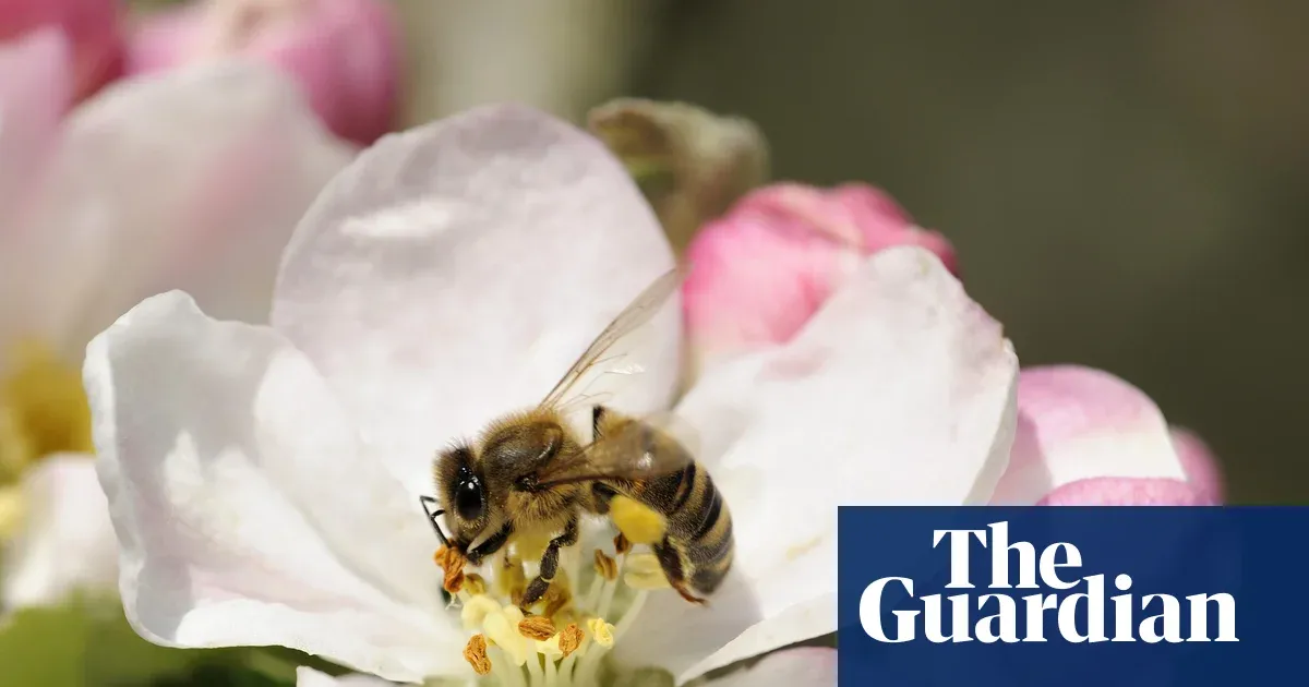A Probiotic Boost Might Help Bees Survive Winter's Chill