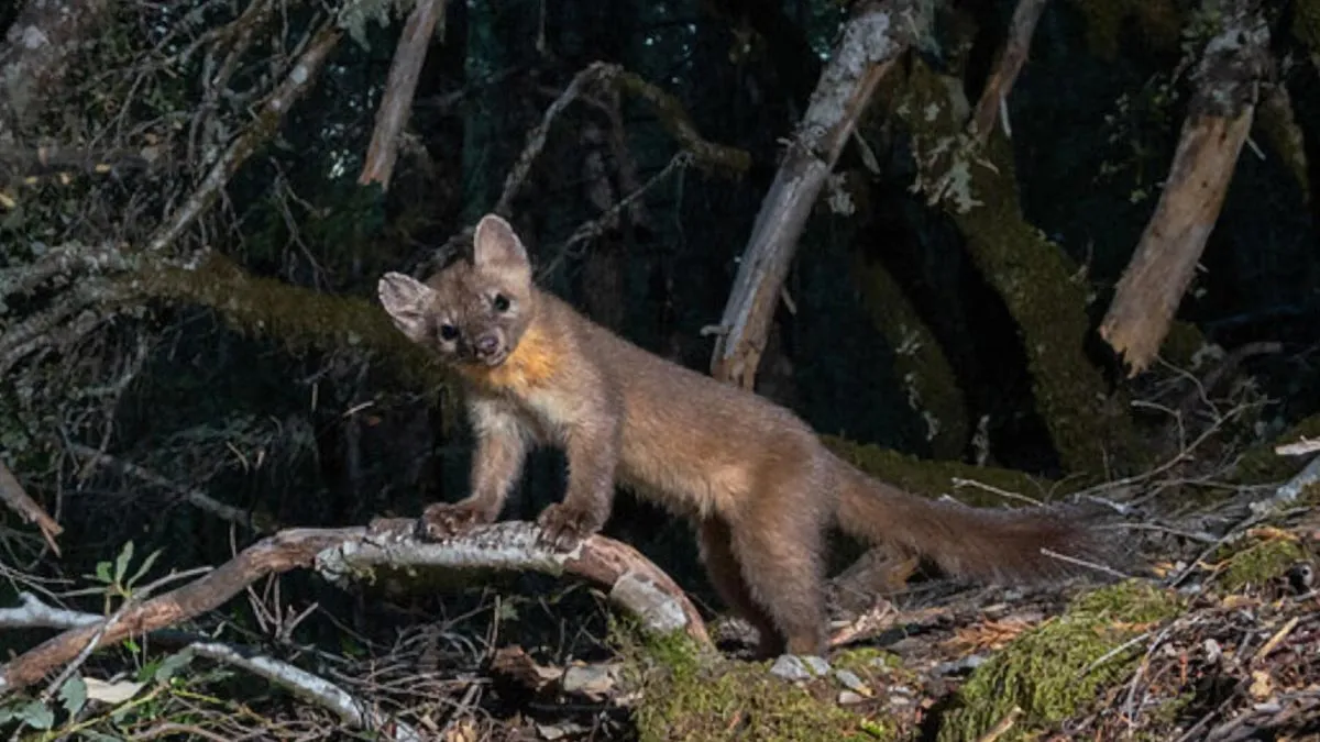 Scientists thought this furry mammal was gone forever, then found 46 of them