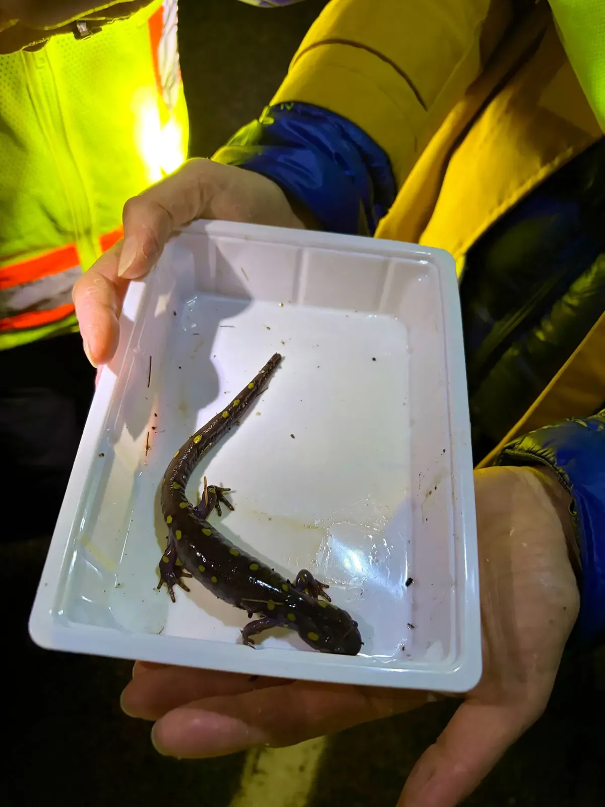 Article illustration