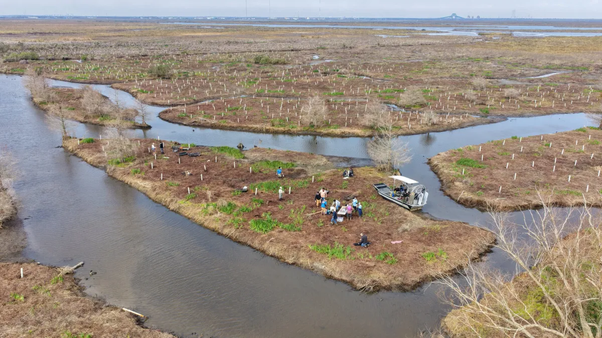 Can a Legendary Tree Keep Louisiana’s Coastal Lands From Slipping Away?