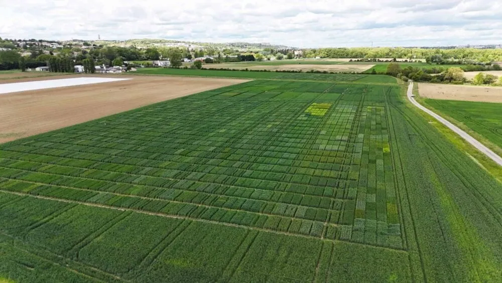 A field of wheat becomes the world’s largest living photograph