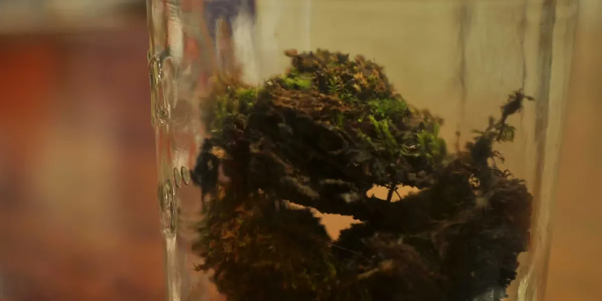 In 1879 a scientist buried bottles filled with seeds. Every 20 years, one is dug up and studied.