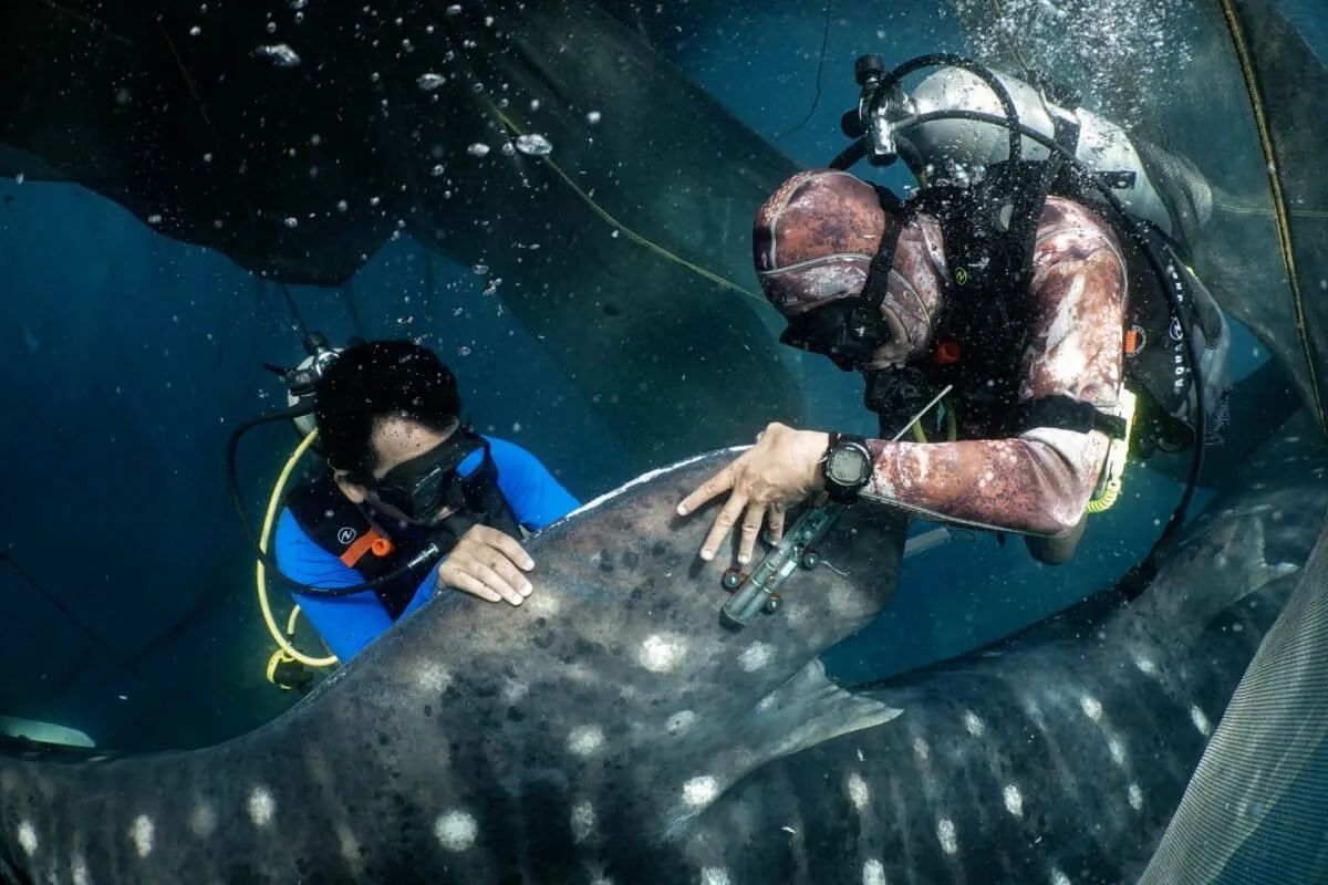 A Decade of Shark Tracking Just Created a New Protected Zone