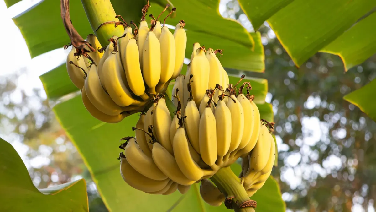 Scientists map the gene protecting bananas from Panama disease