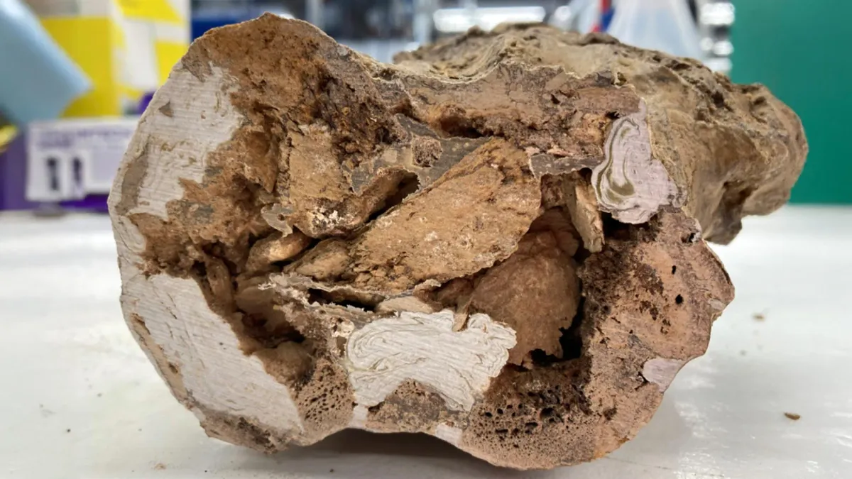 Dinosaur Bones Are Still Hiding 66-Million-Year-Old Secrets