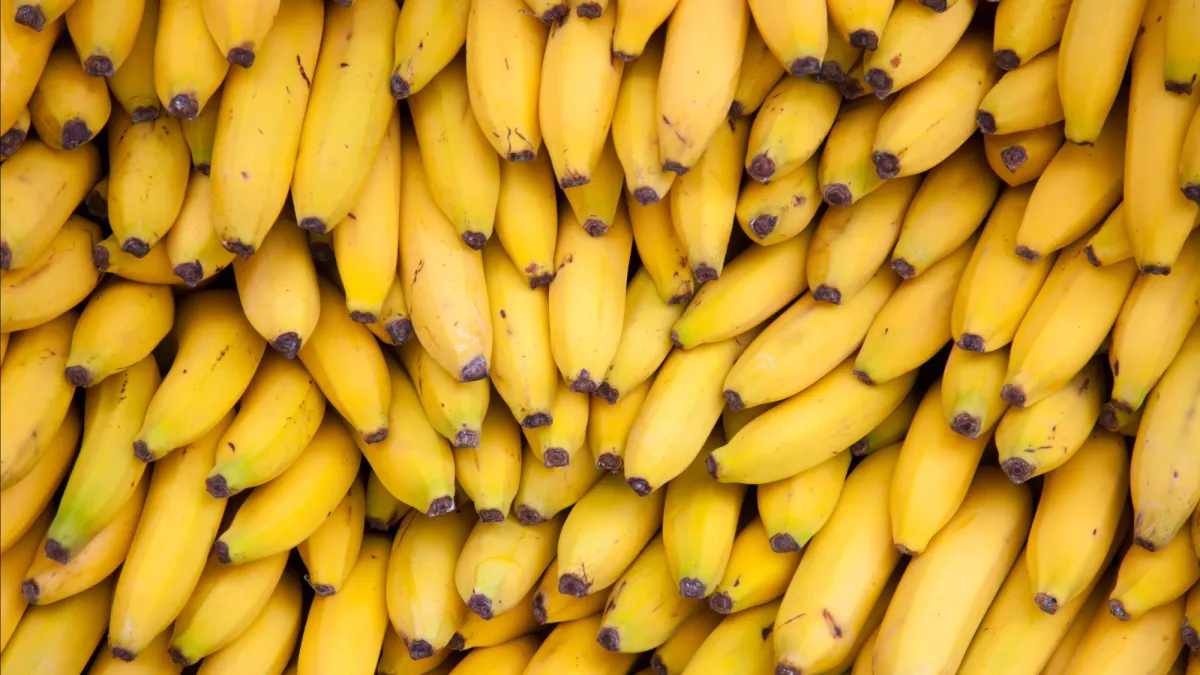 New discovery could help stop banana extinction