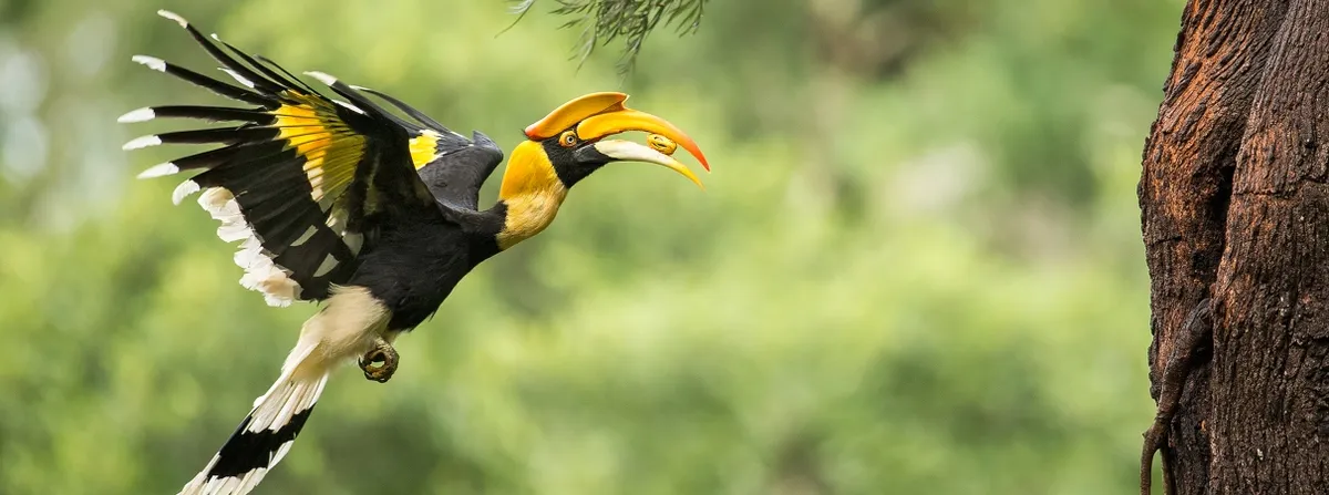 Ancient Sacred Groves Are Secretly Growing India's Future Forests