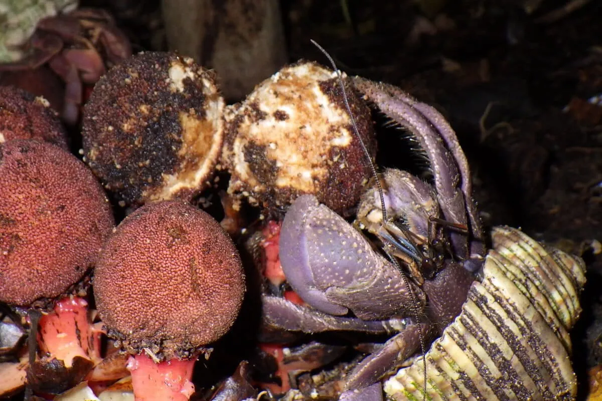 Hermit Crabs and Cockroaches: The Unlikely Seed Dispersal Dream Team