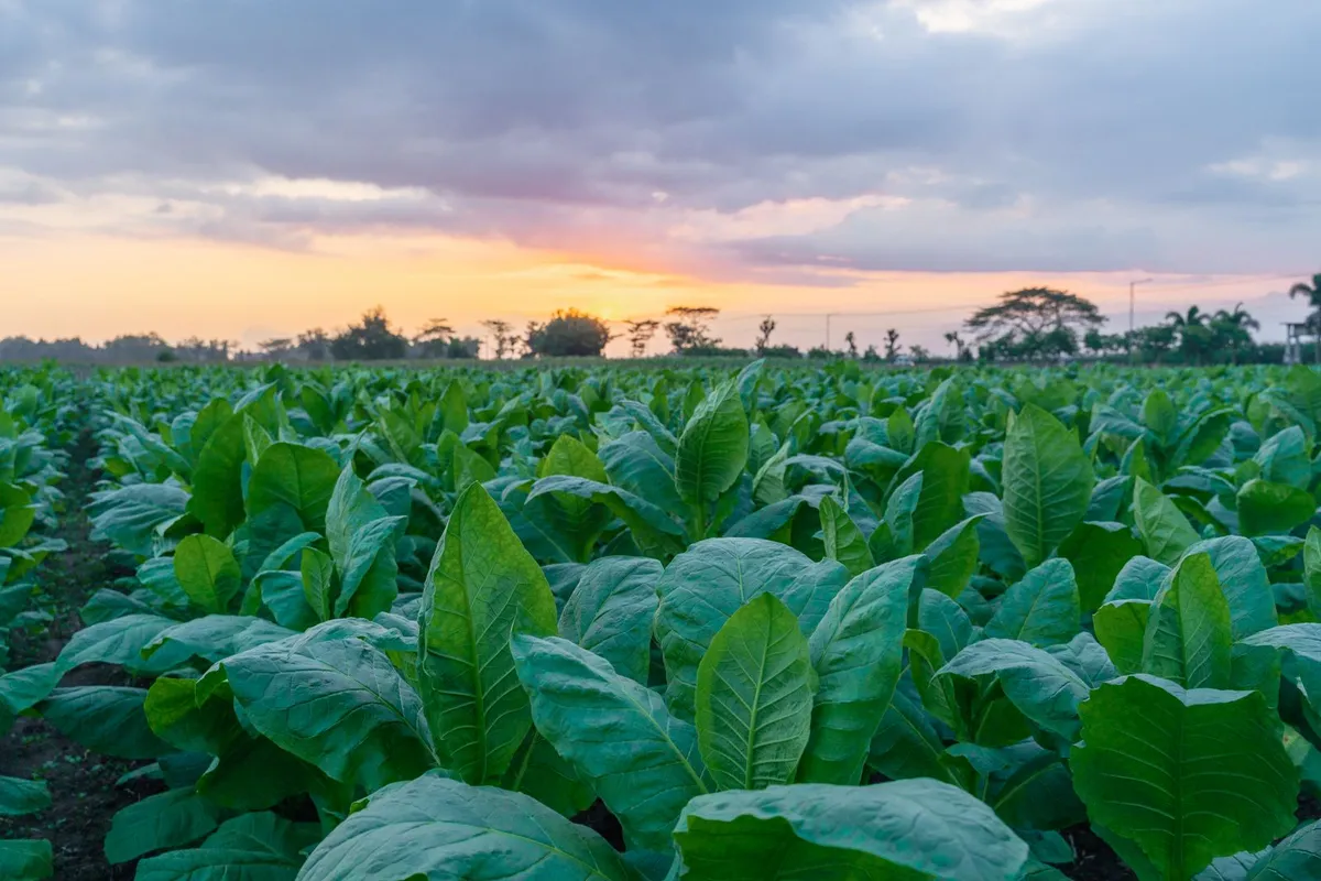 Scientists Engineered Tobacco Plants to Produce Five Mind-Altering Psychedelic Compounds
