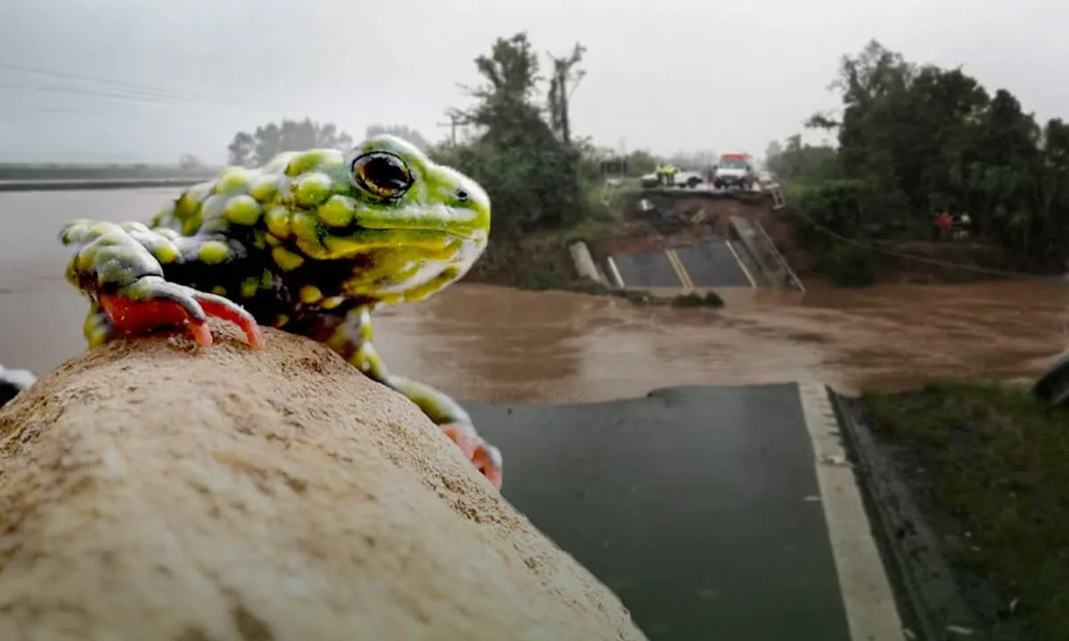 A Tiny Red-Bellied Toad in Brazil Just Survived Massive Floods