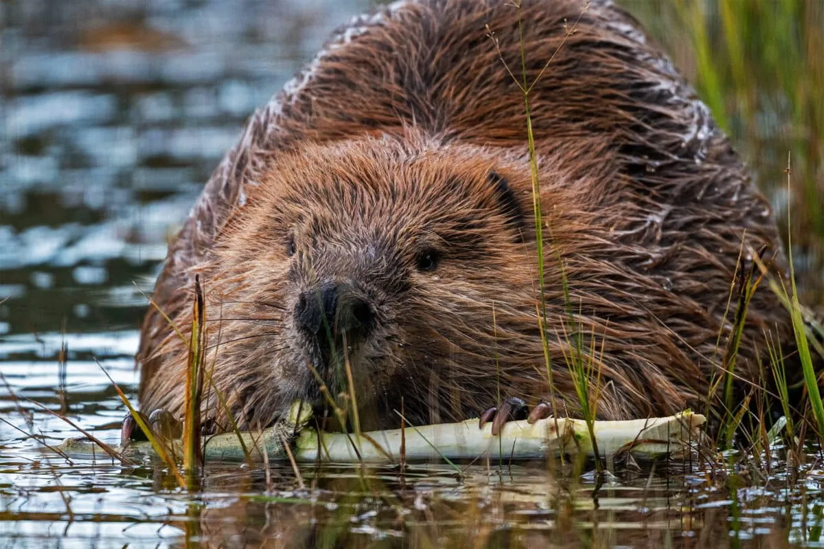 Beavers Turned a Volcanic Wasteland Into a Lush Paradise. Now It's at Risk.
