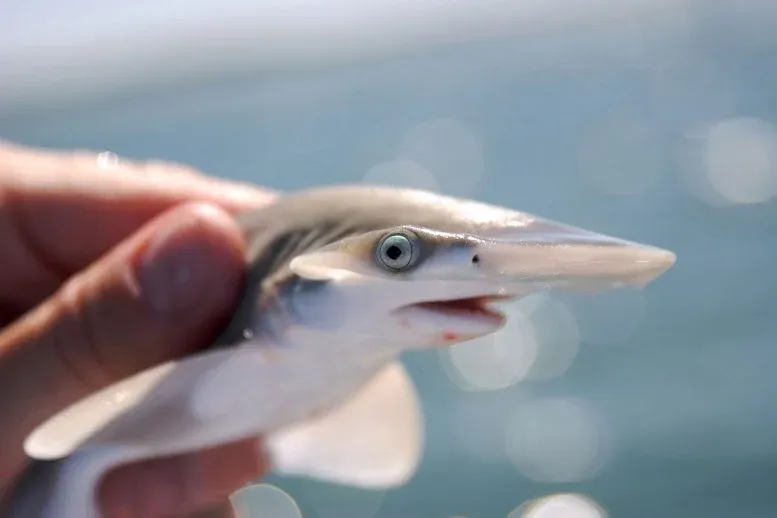 Turns Out, Bonnethead Sharks Have Been Lying About Their Heads