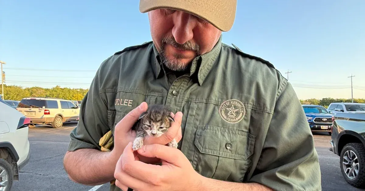 Newborn kitten rescued after hitchhiking inside a car engine for 80-mile drive