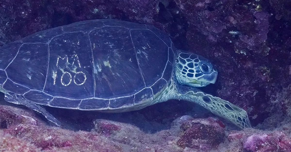Hawaiians were shocked to find sea turtles with 'graffiti' on their backs. It led to a 600-person effort to save the species