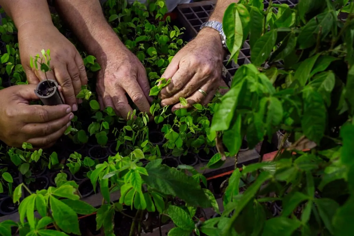 Brazilian Settlers Are Planting 10 Million Trees to Bring a Forest Back