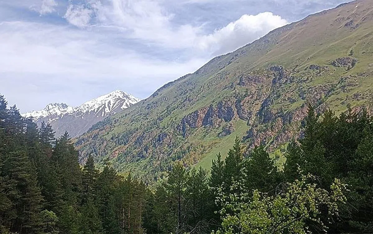 Turns Out, Forests Don't Just Get Better Because It's Warmer