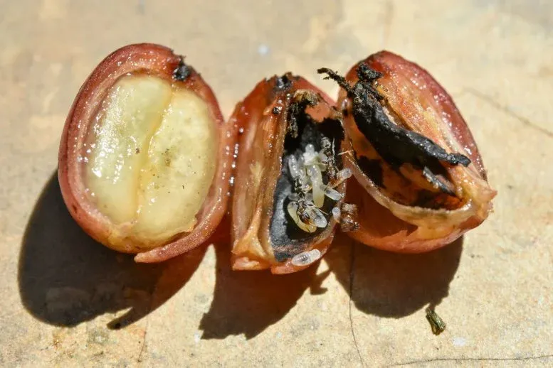 Ants foster their brood in a coffee berry that was once home to a coffee pest.