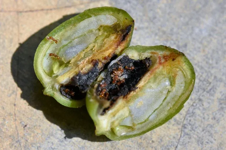 Coffee’s Most Destructive Pest Is Accidentally Helping the Ants That Hunt It