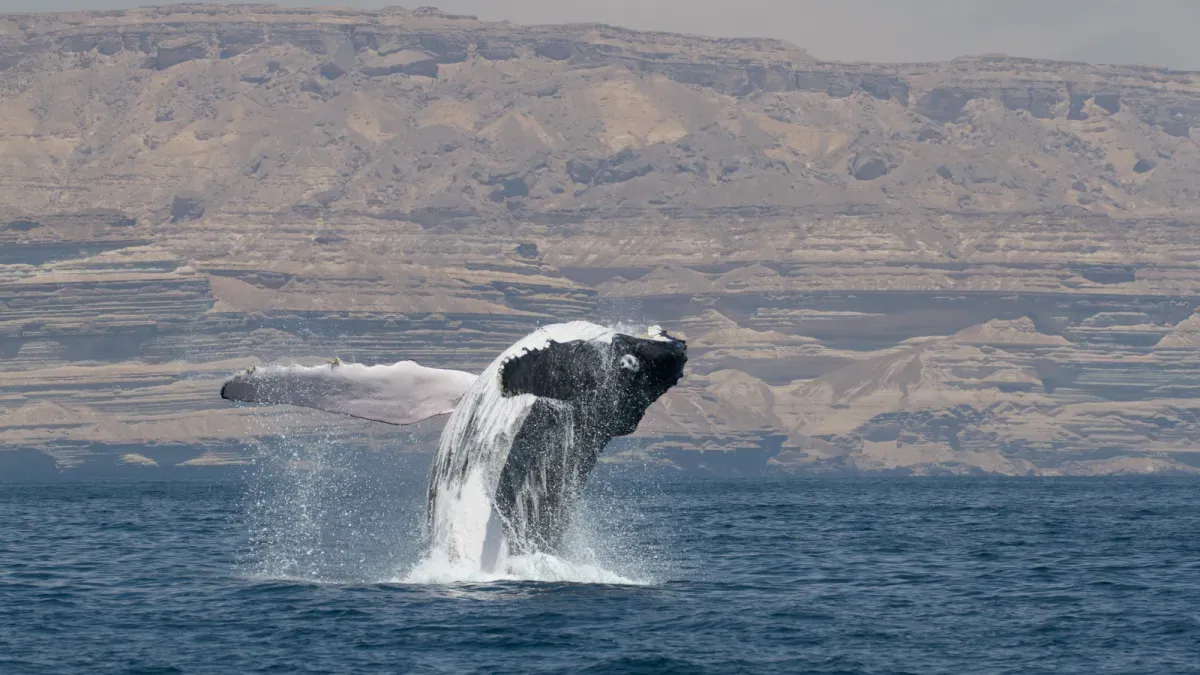 For the first time, biologists observe a humpback whale crossing the Arabian Sea