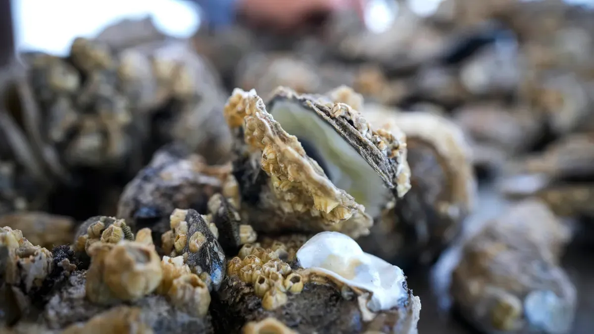 Want stronger concrete? Just add oysters.