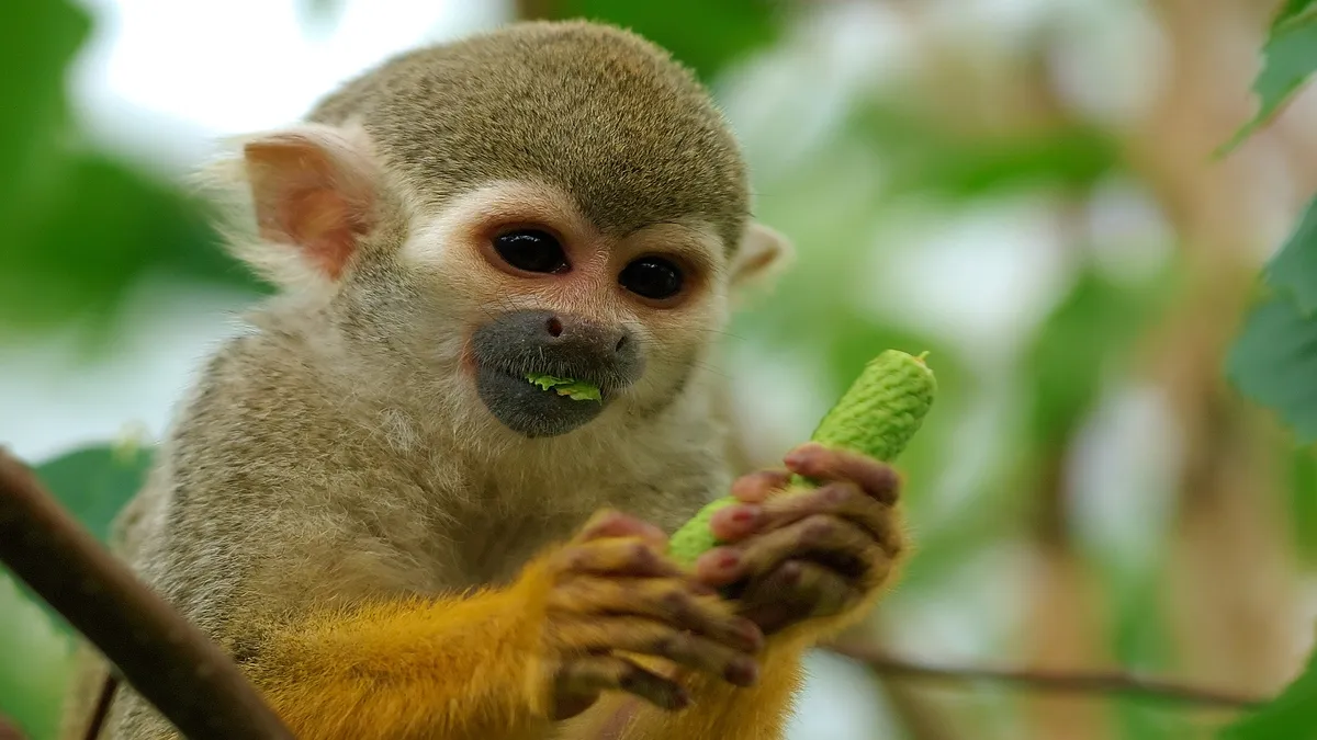 This New AI Model Is Scanning the Trees for Animals Other Tech Misses
