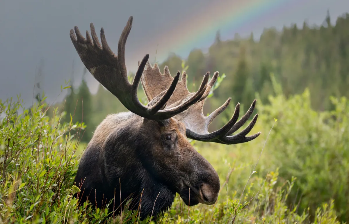 New Research Challenges a Long-Held Myth About Colorado Moose